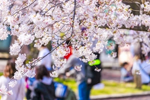 お花見の宴会をケータリングで盛り上げよう 東京のケータリング会社の口コミや評判を徹底比較